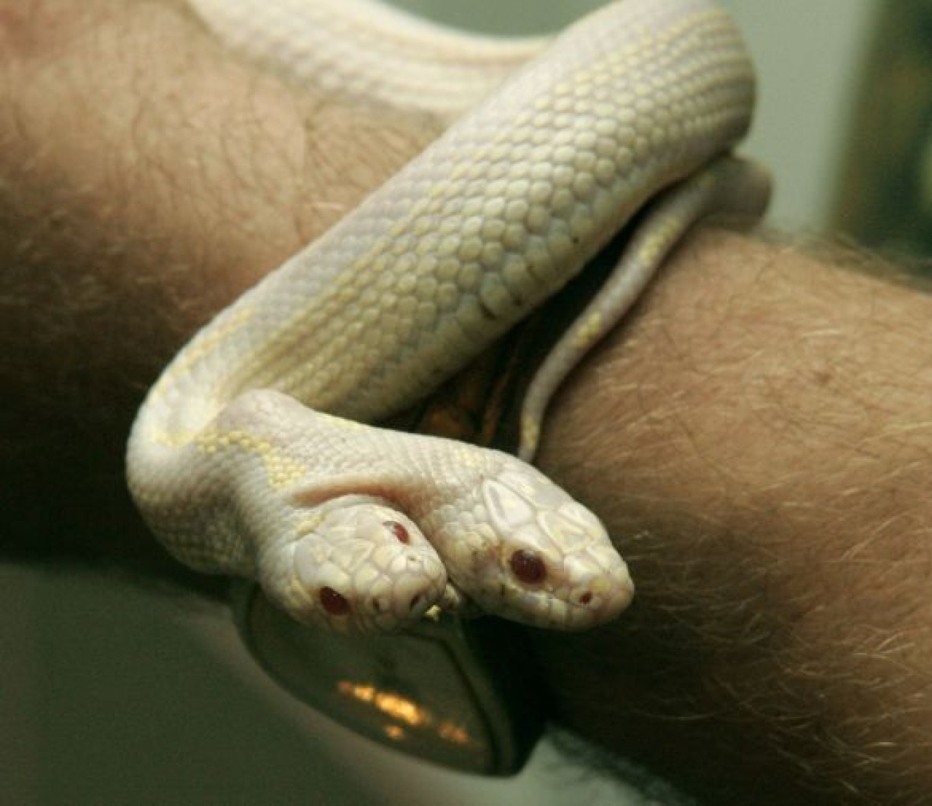 2 Headed Snake On Display 2-headed-snake-on-display