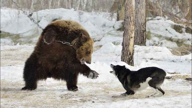 Shocking Pictures Show Chained Russian Bear Attacked by Hunting Dogs