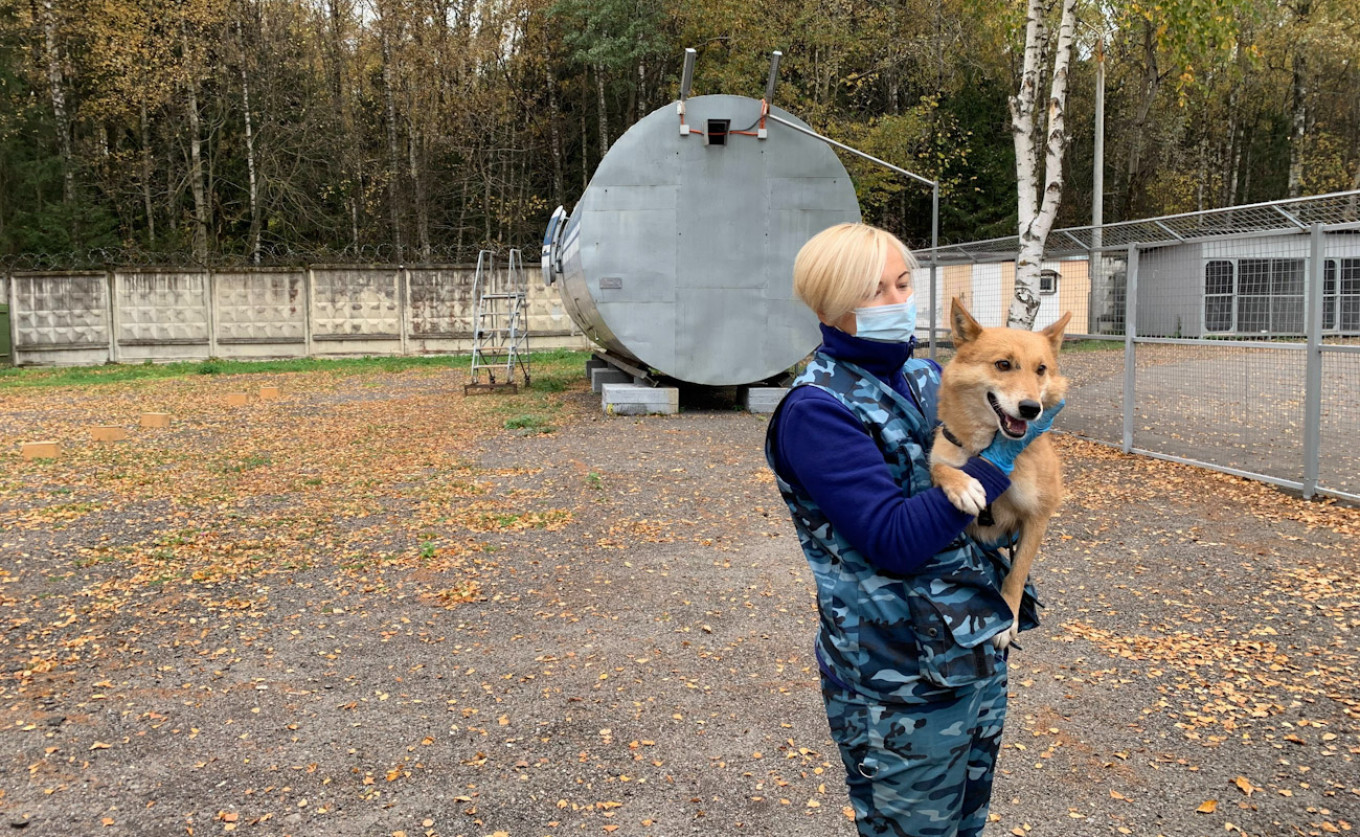 «Аэрофлот» решил использовать шалаек для обеспечения безопасности, поскольку их ловкость давала возможность обыскивать такие тесные пространства, как кабины самолетов. Пётр Сауэр / MT